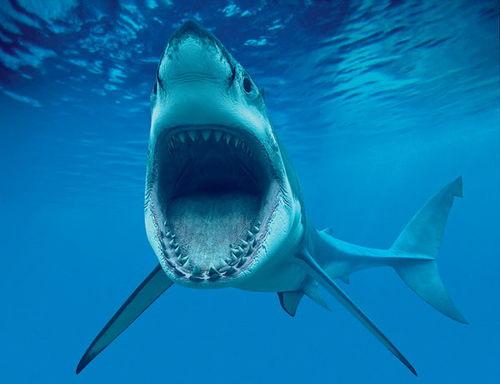 娱乐吃瓜酱鲨鱼视频大全,鲨鱼视频大全趣味盘点